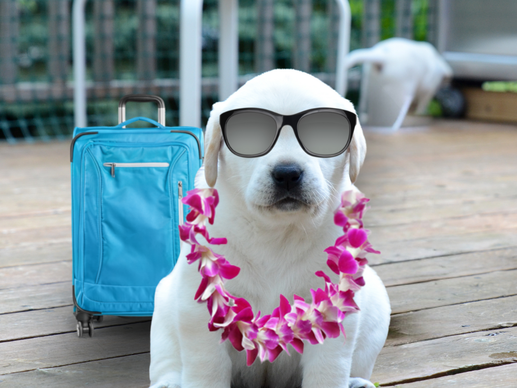 dog in sunglasses waiting to go on vacation