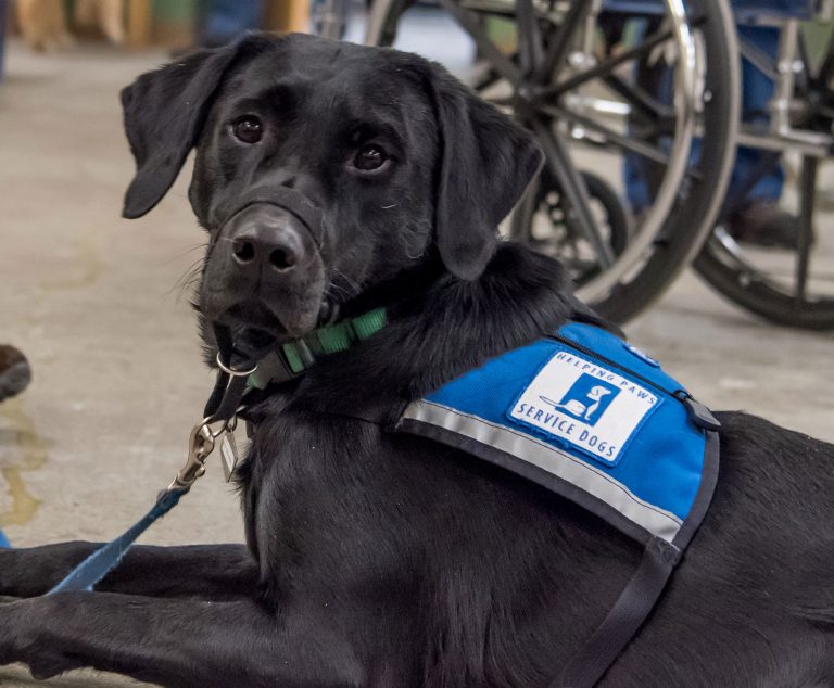 What is an Assistance Dog? | Helping Paws