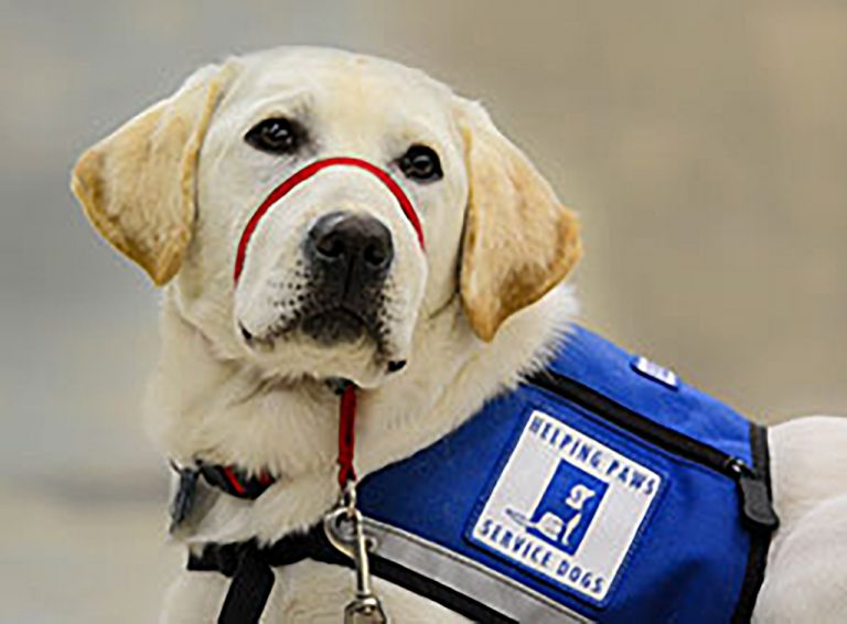 Service Dog Laws Helping Paws