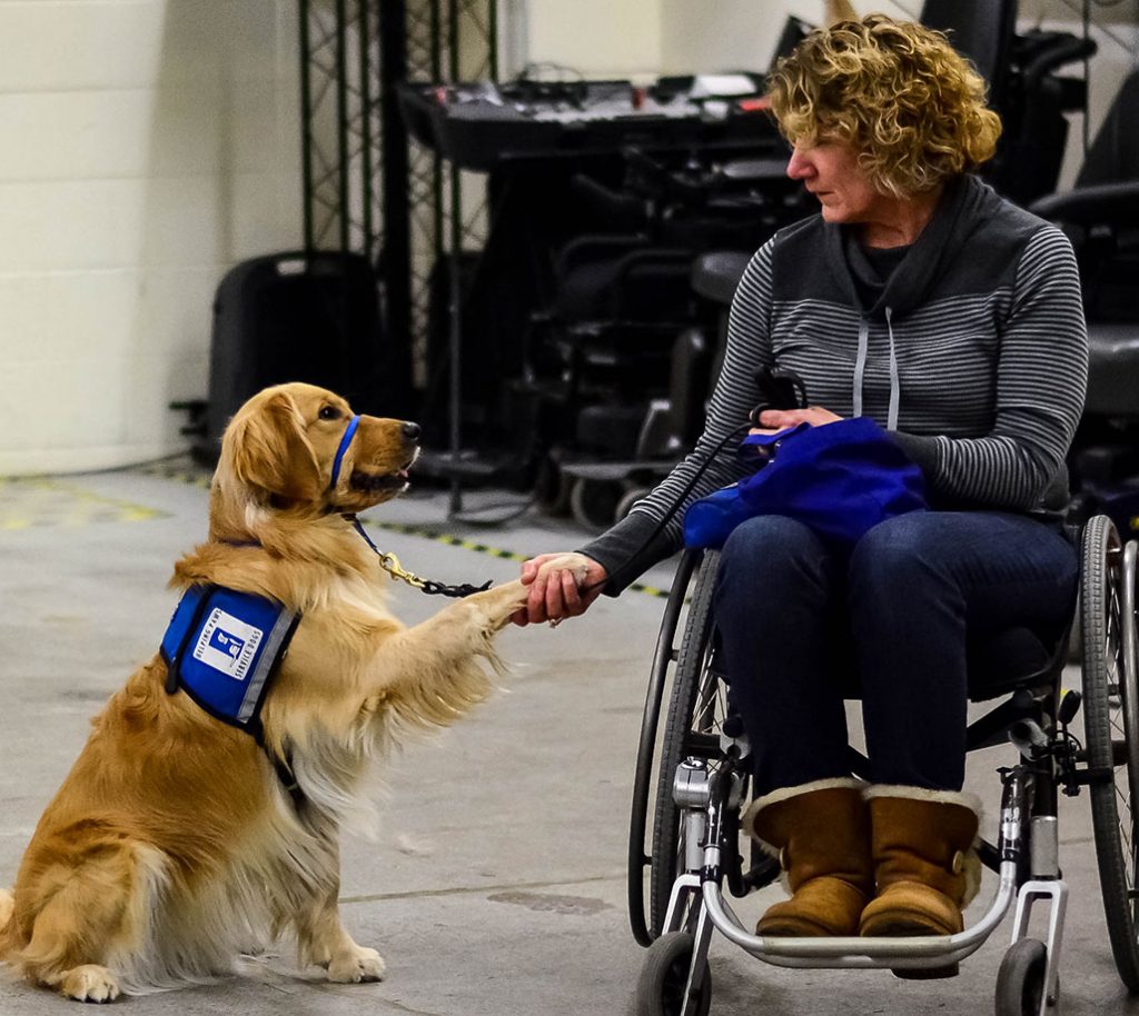 service-dogs-in-training-helping-paws